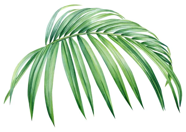 Acuarela Ilustraciones Hoja Verde Palma Tropical Aislado Sobre Fondo Blanco — Foto de Stock