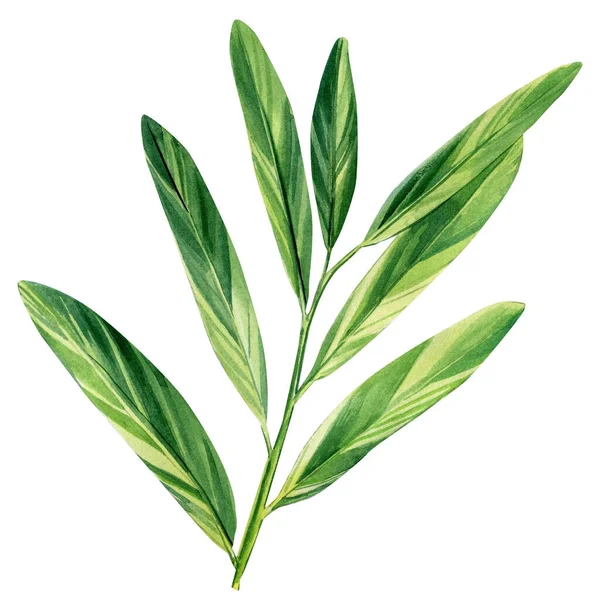Υδατογραφία Τροπικές Floral Απεικονίσεις Πράσινα Φύλλα Φοίνικα Εικόνα Υψηλής Ποιότητας — Φωτογραφία Αρχείου