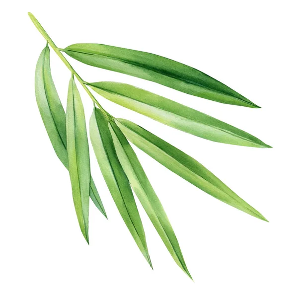 Tropical Palm Leaf Isolated White Background Bamboo Watercolor Botanical Painting — Stock Fotó