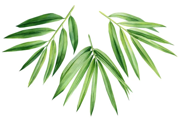 Tropical leaves. palm leaf, bamboo. Set of watercolor tropical floral illustrations with green leaves . High quality illustration