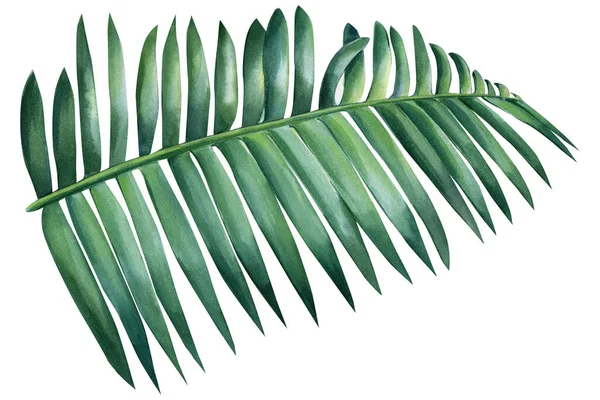 Ακουαρέλα Τροπικές Floral Απεικονίσεις Πράσινο Φύλλο Φοίνικα Εικόνα Υψηλής Ποιότητας — Φωτογραφία Αρχείου