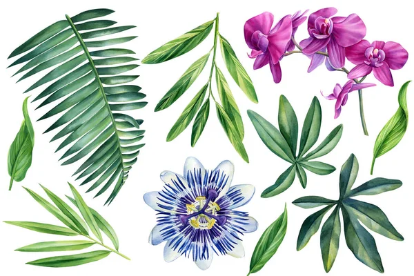Set of watercolor tropical floral illustrations with green palm leaves, orchid flowers and passionflower. High quality illustration