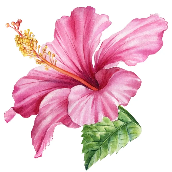 Pink Flower Isolated White Background Botanical Illustration Hibiscus Watercolor Tropical — 图库照片