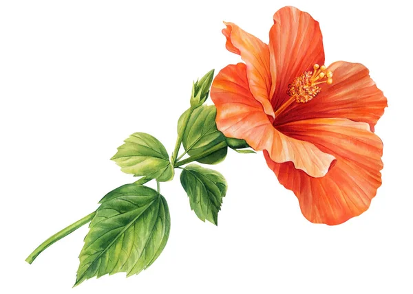 Hibiscus Flower Isolated White Background Watercolor Botanical Illustration High Quality — Foto de Stock