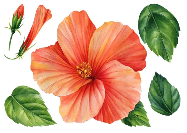 Sada Ibiškových Květin Izolovaném Bílém Pozadí Botanická Ilustrace Malováno Akvarelem — Stock fotografie