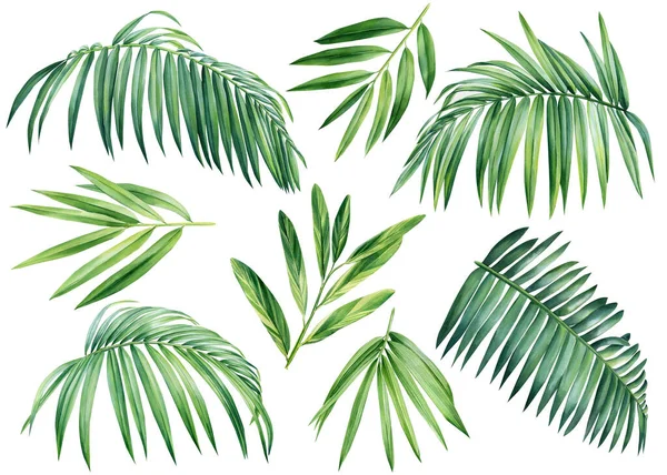 Palm Leaves Tropical Plants Isolated White Background Watercolor Illustration High — Fotografia de Stock