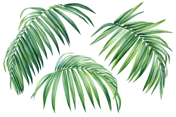 Palm Leaf Tropical Leaves Set Jungle Botanical Watercolor Illustrations Hand — Fotografia de Stock