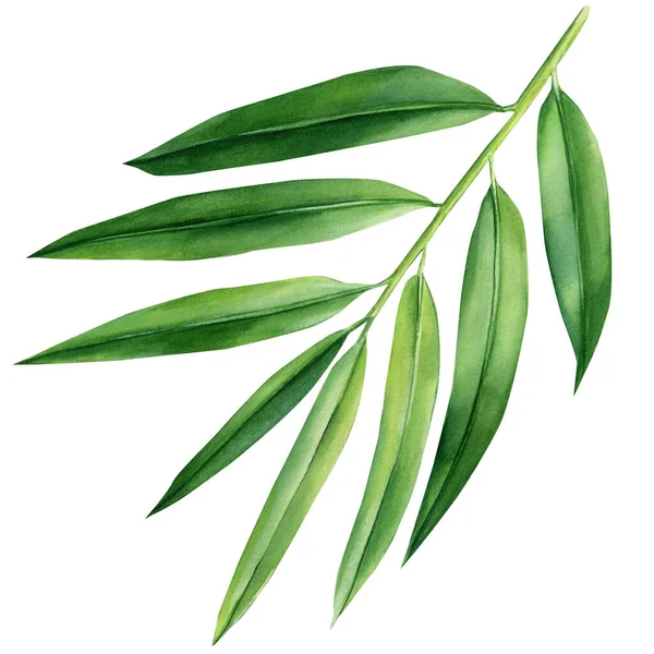 Υδατογραφία Τροπικό Φυτό Βοτανική Απεικόνιση Φύλλα Φοίνικα Μπαμπού Απομονωμένο Λευκό — Φωτογραφία Αρχείου