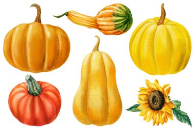 Balkabağı seti, ayçiçeği. El çizimi çizimi. Yüksek kaliteli illüstrasyon