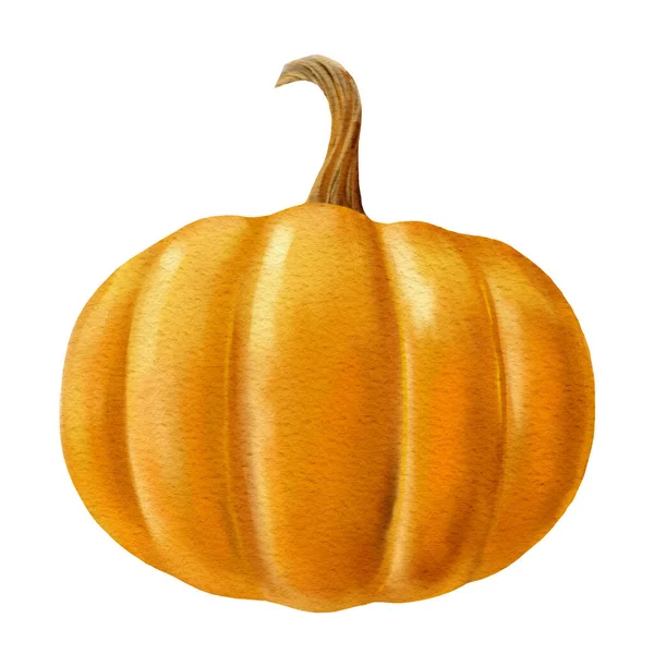 Pumpkin White Isolated Background Autumn Harvest High Quality Illustration — 图库照片