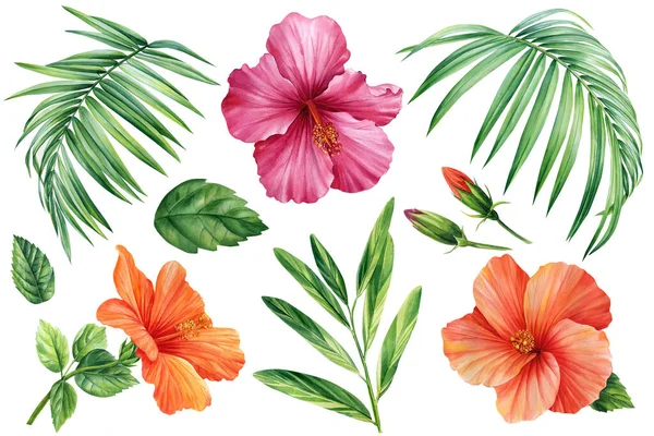 Hibiscus Set Isolated White Background Watercolor Illustration Tropical Flower Palm — Stockfoto