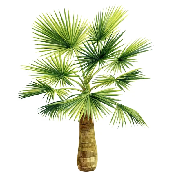 Palms Tree Isolated White Background Watercolor Illustration Jungle Design High — Stock Photo, Image