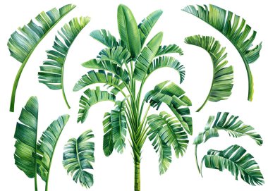 Palm tree and leaves set on isolated white background, watercolor botanical painting. Jungle design. High quality illustration