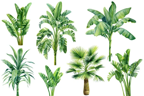 Palm Trees Isolated White Background Summer Set Jungle Design High — Φωτογραφία Αρχείου