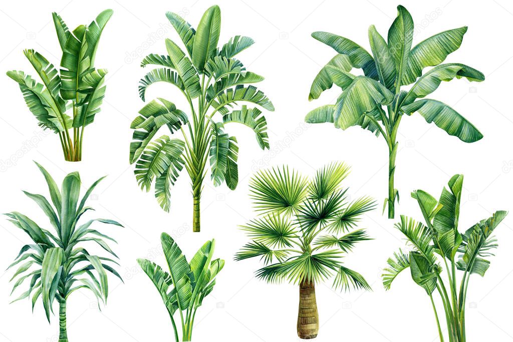 palm trees on isolated white background, summer set. Jungle design. High quality illustration