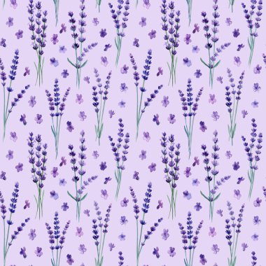 Violet Lavanta çiçekleri kusursuz desen. Suluboya el botanik çizimi. - Evet. Yüksek kaliteli illüstrasyon
