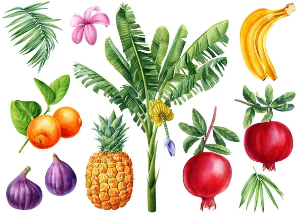 Banana Palm Fruits Flowers Watercolor Hand Drawn Illustration High Quality — Stockfoto