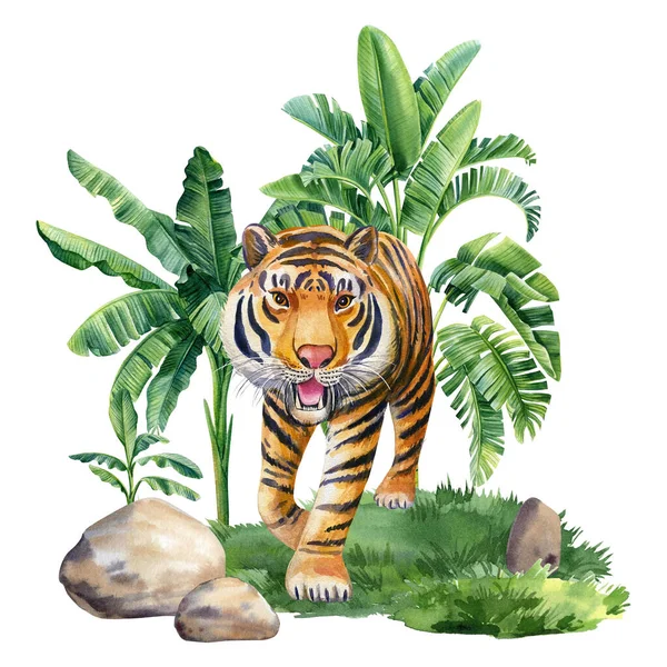 Tropical Forest Tiger Watercolor Palm Trees Jungle Hand Painted Illustration — Stok fotoğraf