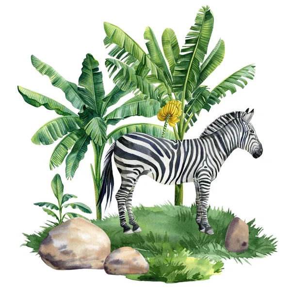 Tropical forest and zebra. Watercolor Palm trees, jungle hand painted illustration. High quality illustration