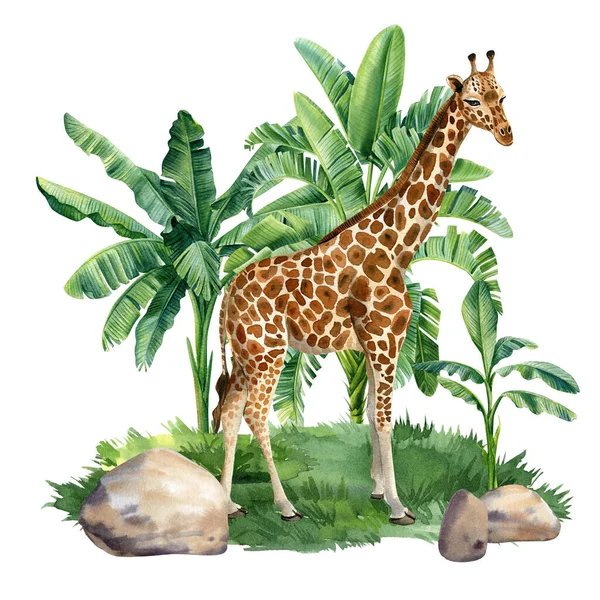 Tropical Forest Giraffe Watercolor Palm Trees Jungle Hand Painted Illustration —  Fotos de Stock