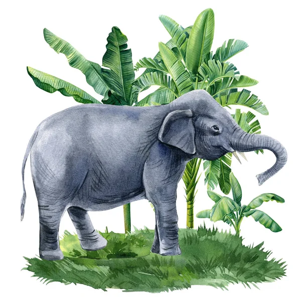 Tropical Forest Elephant Watercolor Palm Trees Jungle Hand Painted Background — 图库照片