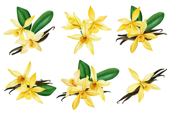 Set Vanilla Flowers Orchid Buds Pods Isolated White Background Watercolor — Stockfoto