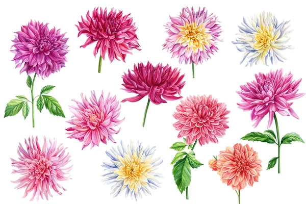 Ustaw Różowe Dahlie Białym Odizolowanym Tle Botaniczne Kwiaty Wysokiej Jakości — Zdjęcie stockowe