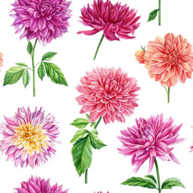 Pembe çiçekler. Dahlia çiçeğinin kusursuz deseni. Bitkisel bitki geçmişi. Yüksek kaliteli illüstrasyon