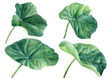 Nasturtium 'u izole edilmiş beyaz arka planda, suluboya resimlerinde, el çizimlerinde ayarla. Yüksek kaliteli illüstrasyon