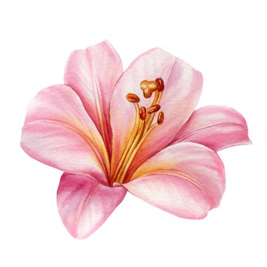 İzole edilmiş beyaz arka planda zambak seti, suluboya çizimi, el çizimi. Yüksek kaliteli illüstrasyon