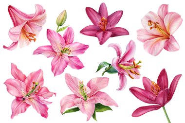 İzole edilmiş beyaz arka planda zambak seti, suluboya çizimi, el çizimi. Yüksek kaliteli illüstrasyon