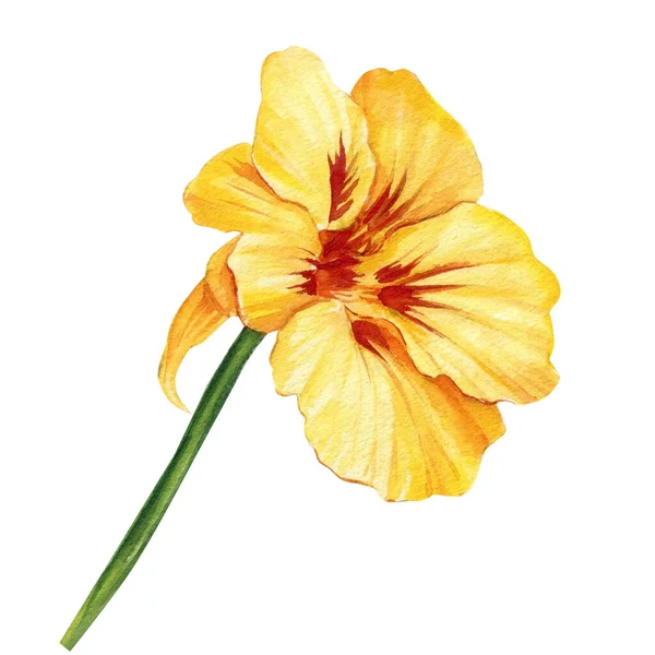 Yellow Flower Isolated White Background Watercolor Illustration Nasturtium Hand Drawing — Stok fotoğraf