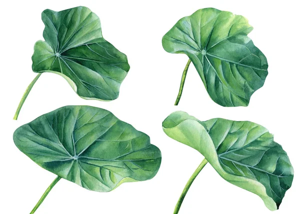 Set Leaves Nasturtium Isolated White Background Watercolor Illustration Hand Drawing — Stok fotoğraf