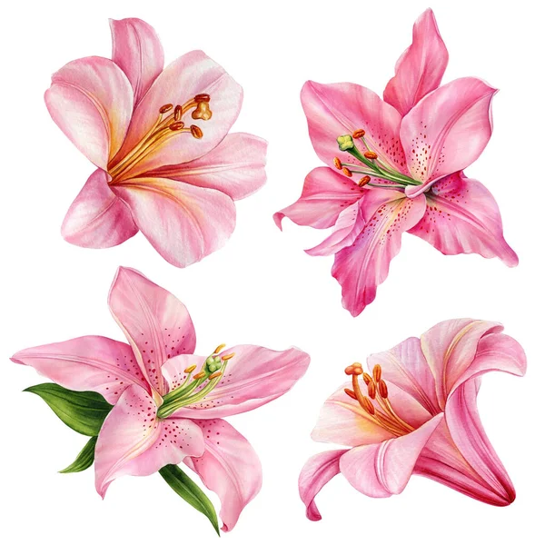 Watercolor Set Lily Flowers Isolated White Background Floral Illustration High — Foto Stock