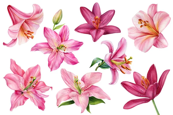 İzole edilmiş beyaz arka planda zambak seti, suluboya çizimi, el çizimi. Yüksek kaliteli illüstrasyon