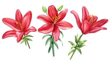 İzole edilmiş beyaz arka planda kırmızı zambak çiçekleri, suluboya çizimler, botanik resimler. Yüksek kaliteli illüstrasyon