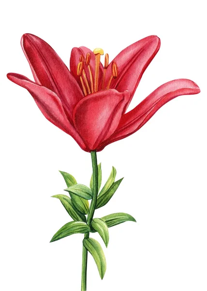 Lily Isolated White Background Watercolor Red Flower Botanical Painting High — 스톡 사진