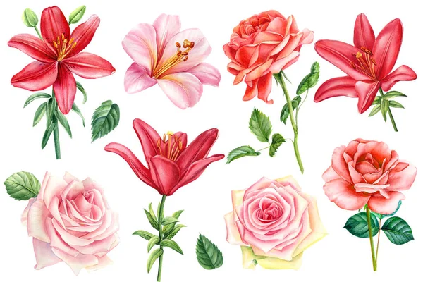 Lily and roses, flowers on isolated white background, watercolor drawing, botanical painting. High quality illustration