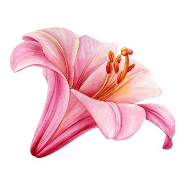 İzole edilmiş beyaz arka planda zambak çiçeği, suluboya botanik illüstrasyon. Yüksek kaliteli illüstrasyon