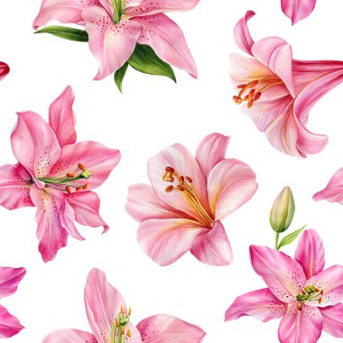 Çiçeksiz desen. Pembe zambak, suluboya flora çizimi. Yüksek kaliteli illüstrasyon