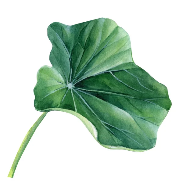 Grünes Blatt Auf Isoliertem Weißem Hintergrund Aquarell Handzeichnung Hochwertige Illustration — Stockfoto