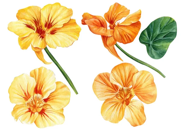 Set Nasturtium Flowers Isolated White Background Watercolor Illustration Hand Drawing — Stok fotoğraf