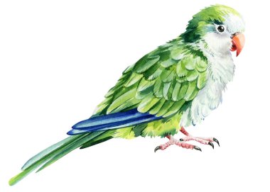 İzole edilmiş beyaz bir arka planda papağan kuşu, suluboya çizimi, el çizimi. Yüksek kaliteli illüstrasyon
