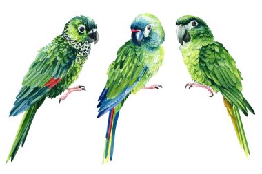 Yeşil Amazon papağanı, suluboya papağan izole edilmiş, tropikal kuşlar. Yüksek kaliteli illüstrasyon