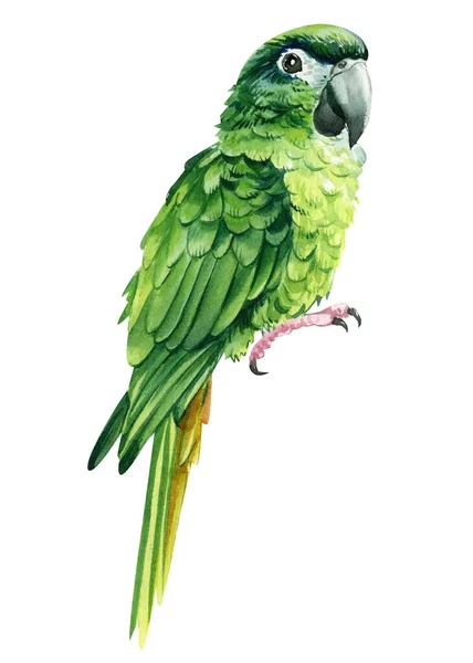 Watercolor Parrot Isolated White Background Green Amazon Parrot Tropical Bird — Photo