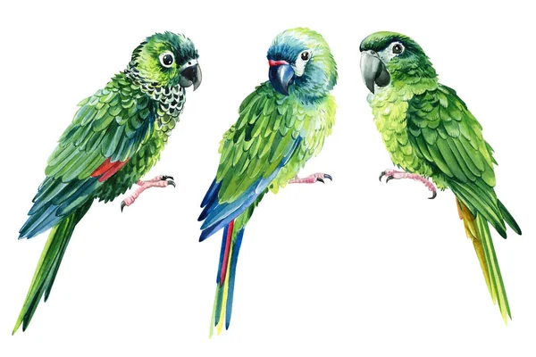 Green Amazon Parrot Watercolor Parrot Isolated Clipart Tropical Birds High — Foto de Stock