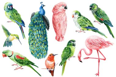 Set of parrots, cockatoo, peacock, hummingbird and flamingo. Birds on isolated white background, watercolor illustration. High quality illustration