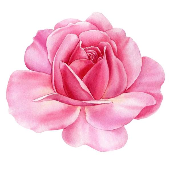 Light Pink Roses White Background Rose Watercolor Botanical Illustration High — Φωτογραφία Αρχείου
