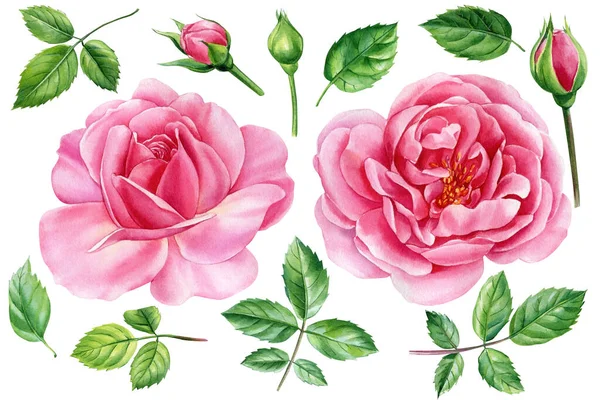 Pink Flowers Roses Buds Leaves White Background Watercolor Painting Floral — 스톡 사진