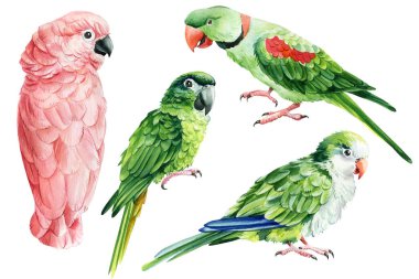 Set of parrots on a white isolated background, watercolor illustration, hand drawing, tropical birds. High quality illustration